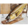 Image 2 : 28" Walleye Real Skin Fish Taxidermy