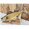 Image 3 : 28" Walleye Real Skin Fish Taxidermy