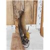Image 4 : 28" Walleye Real Skin Fish Taxidermy