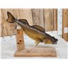 Image 5 : 28" Walleye Real Skin Fish Taxidermy