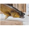 Image 6 : 28" Walleye Real Skin Fish Taxidermy