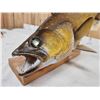 Image 7 : 28" Walleye Real Skin Fish Taxidermy