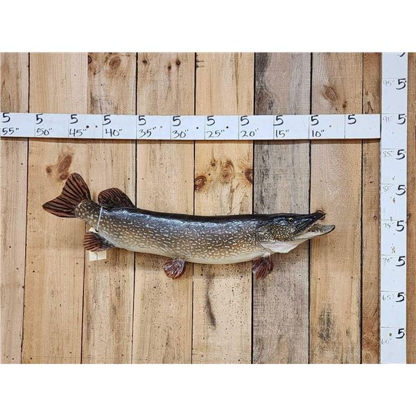 41" Northern Pike Real Skin Fish Taxidermy
