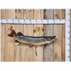 Image 1 : 41" Northern Pike Real Skin Fish Taxidermy