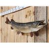 Image 2 : 41" Northern Pike Real Skin Fish Taxidermy