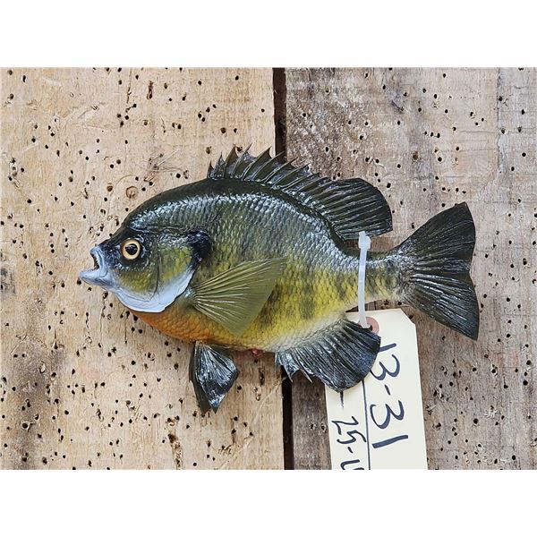 9 1/2" Bluegill Real Skin Fish Taxidermy