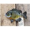 Image 1 : 9 1/2" Bluegill Real Skin Fish Taxidermy