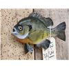 Image 2 : 9 1/2" Bluegill Real Skin Fish Taxidermy