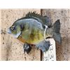 Image 3 : 9 1/2" Bluegill Real Skin Fish Taxidermy