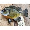 Image 4 : 9 1/2" Bluegill Real Skin Fish Taxidermy