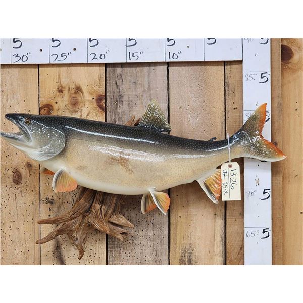 36" Lake Trout Fish Taxidermy