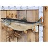 Image 1 : 36" Lake Trout Fish Taxidermy