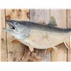 Image 2 : 36" Lake Trout Fish Taxidermy