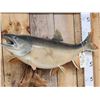 Image 3 : 36" Lake Trout Fish Taxidermy