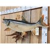 Image 4 : 36" Lake Trout Fish Taxidermy