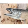 Image 5 : 36" Lake Trout Fish Taxidermy