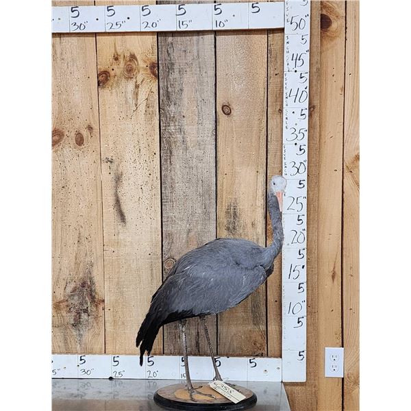 Stanley Crane Full Body Bird Taxidermy