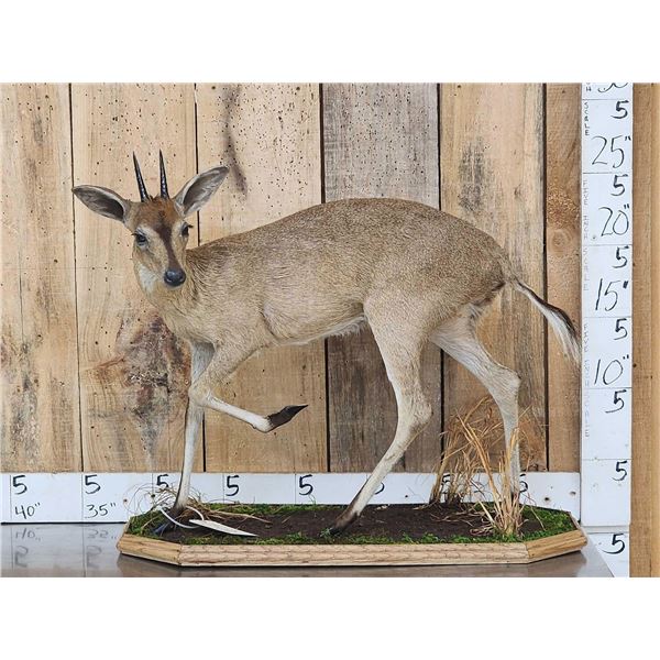 African Duiker Full Body Taxidermy Mount