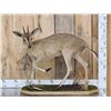 Image 1 : African Duiker Full Body Taxidermy Mount
