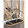 Image 2 : African Duiker Full Body Taxidermy Mount