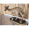 Image 3 : African Duiker Full Body Taxidermy Mount