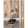 Image 4 : African Duiker Full Body Taxidermy Mount