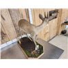 Image 5 : African Duiker Full Body Taxidermy Mount