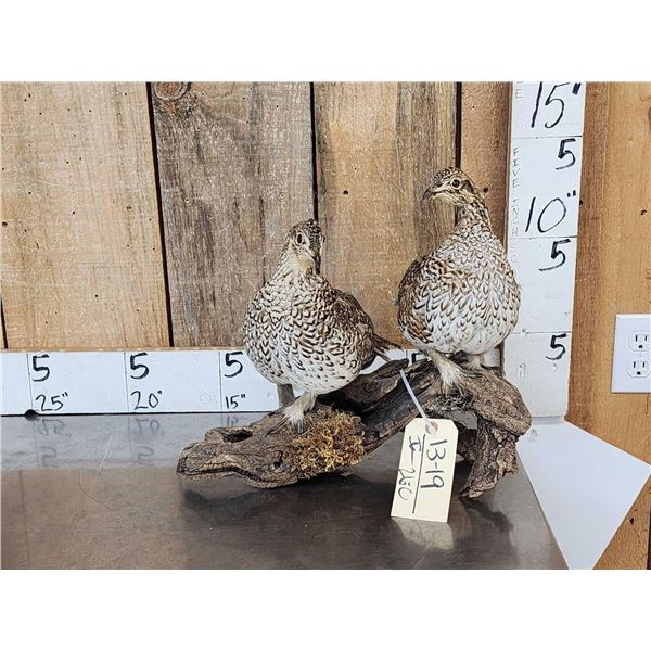 Pair Of Sharp Tail Grouse Full Body Bird Taxidermy