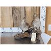 Image 1 : Pair Of Sharp Tail Grouse Full Body Bird Taxidermy