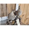 Image 2 : Pair Of Sharp Tail Grouse Full Body Bird Taxidermy