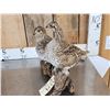 Image 3 : Pair Of Sharp Tail Grouse Full Body Bird Taxidermy