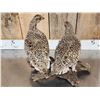 Image 4 : Pair Of Sharp Tail Grouse Full Body Bird Taxidermy