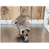 Image 5 : Pair Of Sharp Tail Grouse Full Body Bird Taxidermy