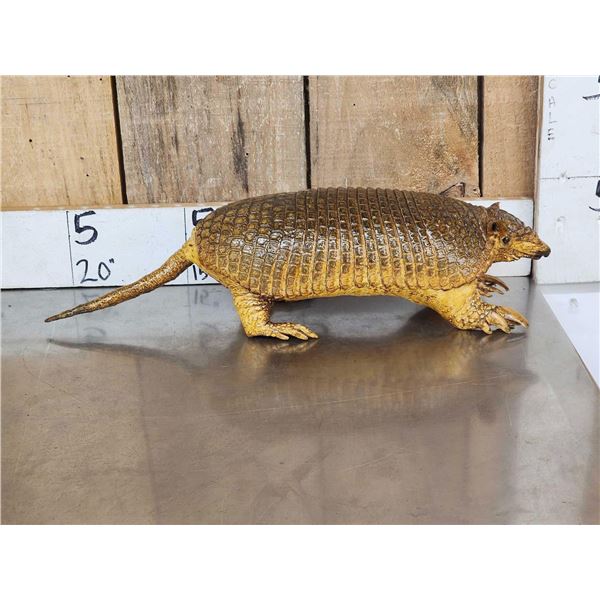 Greater Naked Tailed Armadillo Full Body Taxidermy Mount