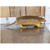 Image 1 : Greater Naked Tailed Armadillo Full Body Taxidermy Mount
