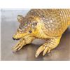 Image 3 : Greater Naked Tailed Armadillo Full Body Taxidermy Mount