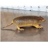 Image 6 : Greater Naked Tailed Armadillo Full Body Taxidermy Mount