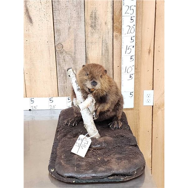 Beaver Full Body Taxidermy Mount