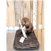 Image 1 : Beaver Full Body Taxidermy Mount