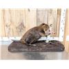 Image 2 : Beaver Full Body Taxidermy Mount