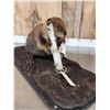 Image 3 : Beaver Full Body Taxidermy Mount
