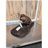Image 4 : Beaver Full Body Taxidermy Mount