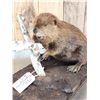 Image 5 : Beaver Full Body Taxidermy Mount