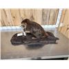 Image 6 : Beaver Full Body Taxidermy Mount