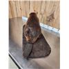 Image 7 : Beaver Full Body Taxidermy Mount
