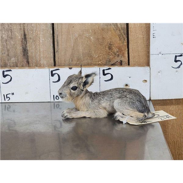 Baby Patagonian Mara Full Body Taxidermy Mount