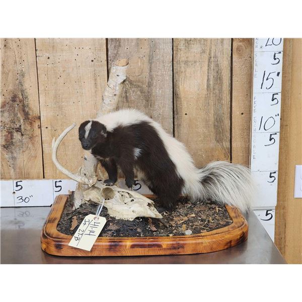 Skunk Full Body Taxidermy Mount