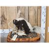 Image 1 : Skunk Full Body Taxidermy Mount