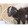 Image 2 : Skunk Full Body Taxidermy Mount