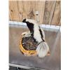 Image 4 : Skunk Full Body Taxidermy Mount